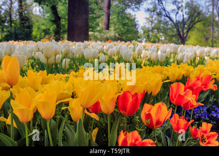 Eine atemberaubende Anzeige mehrerer Farben Tulip Blumen in der Burg von pralormo in der Nähe von Turin, Italien, wo jedes Jahr im April die Ausstellung der Messer Stockfoto