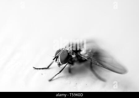 Makro fliegen auf weißem Hintergrund. Minimalistisches Konzept. Schließen Ausführliche-up Shot von Fliegen oder calliphora erythrocephala in Spanien, 2019. Stockfoto