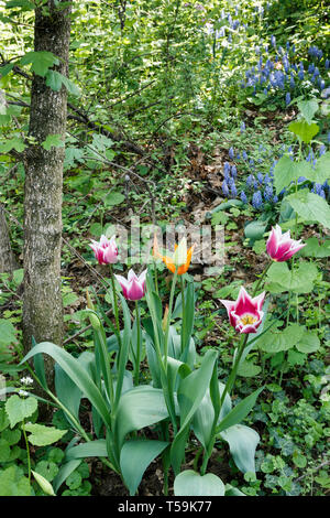 Eine schöne Darstellung mehrerer Farbe Tulip Blumen in die Wälder rund um das Schloss von pralormo in der Nähe von Turin, Italien, wo jedes Jahr im April Stockfoto