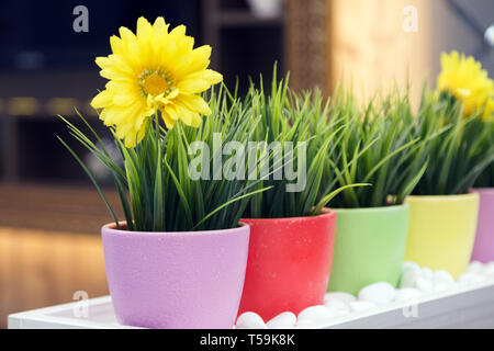 Nahaufnahme der Bunte Blumentöpfe mit grünen Kunstrasen und gelbe Margeriten mit Gerbera in der Blume Salon auf dem Regal Stockfoto