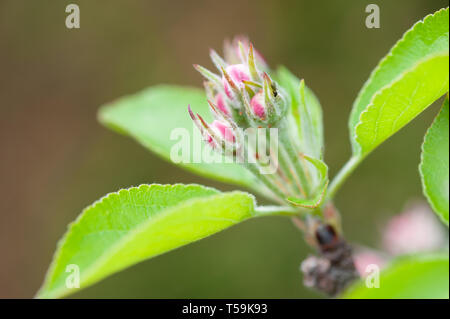 Apple Blossom buds zu platzen im Frühjahr warten. Stockfoto