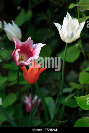 Eine schöne Darstellung mehrerer Farbe Tulip Blumen in die Wälder rund um das Schloss von pralormo in der Nähe von Turin, Italien, wo jedes Jahr im April Stockfoto