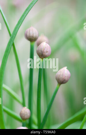 Schnittlauch knospen im Frühling. Stockfoto