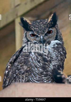 Große gehörnte Eule (Bubo Virginianus) Stockfoto