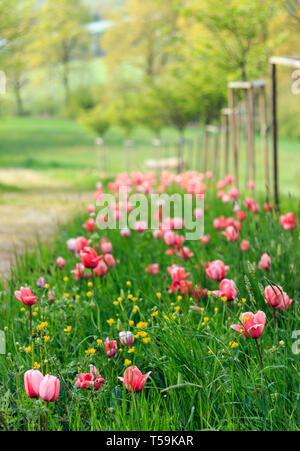 Schöne rosa Tulpe Blumen in einem Park, der das Schloss von pralormo in der Nähe von Turin im Piemont, Italien, wo jeder im April die berühmten Messer Tulipano Stockfoto