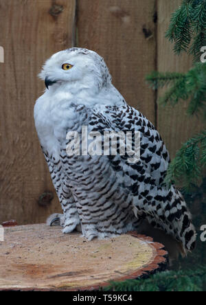 Weibliche Schnee-Eule (Bubo Scandiacus), UK Stockfoto