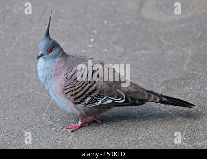 Crested Taube (Ocyphaps Lophotes) Stockfoto