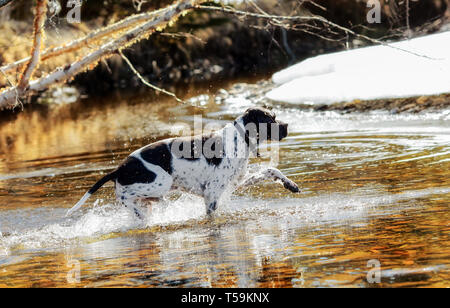 Hund English Pointer baden im Wasser Stockfoto