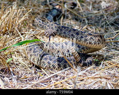 Ein Western Diamondback Rattlesnake in defensiven Haltung bereitet sich auf eine wahrgenommene Bedrohung zu finden. Oso Bay, Feuchtgebiete zu erhalten & Learning Center. Stockfoto