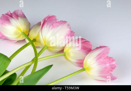 Nahaufnahme von rosa Tulpen Stockfoto
