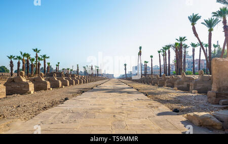 Luxor, Ägypten, Sphinx Avenue, mitten im Herzen der alten Stadt, die ausgegraben worden ist und jetzt wiederhergestellt wird. Stockfoto