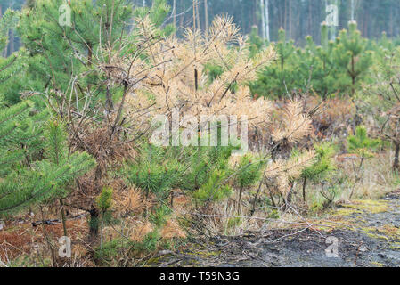 Sick getrockneten jungen Kiefer in Wald Stockfoto