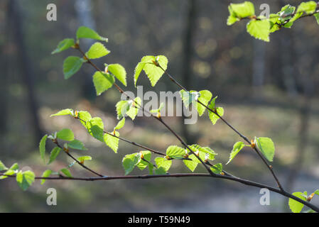 Frühling Birke Blätter und Knospen auf twid Makro selektiven Fokus Stockfoto