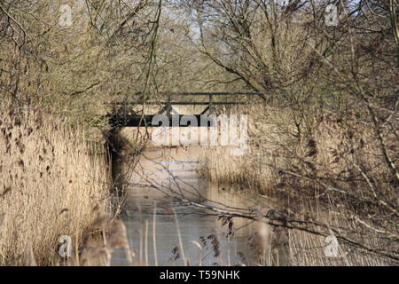 Wald Fluss river forrest Pflanzen Stockfoto