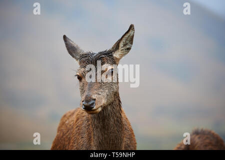 Mutter Rotwild Doe in den schottischen Highlands, in der Nähe von Glen Etive Stockfoto