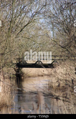 Wald Fluss river forrest Pflanzen Stockfoto