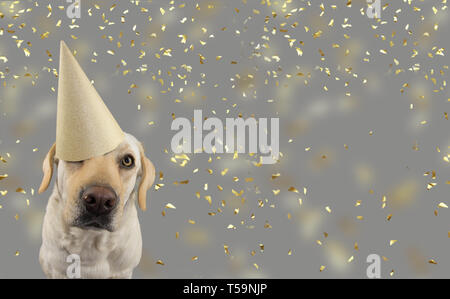 Hund IN GOLDENEN GEBURTSTAG ODER DAS NEUE JAHR HAT. LABRADOR RETRIEVER feiern eine Party. Isolierte STUDIO SHOT, gegen Grau bunten Hintergrund mit fallender C Stockfoto