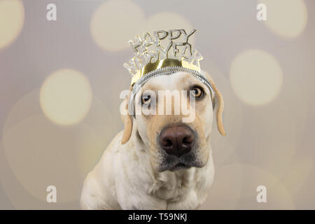 LABRADOR Hund trägt ein EINEN TEXT DIADEM DER RUTSCH INS NEUE JAHR. Isolierte Schuß gegen grauen Hintergrund mit DEFOKUSSIERTEN OVERLAYS. Stockfoto