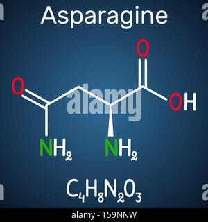 Asparagin (L-Asparagin, ASN, N) Aminosäure Molekül. Es ist an der Biosynthese von Proteinen verwendet. Strukturelle chemische Formel auf dem dunklen Blau b Stock Vektor