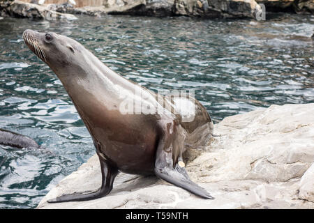 Ein Seelöwe auf öffentliche Anzeige sucht die Aufmerksamkeit von Touristen, wie sie die Tiere füttern mit frischem Fisch bei Pacific Point Preserve, Seaworld in Orlando. Stockfoto