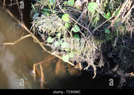 Wald Fluss river forrest Pflanzen Stockfoto