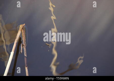 Wald Fluss river forrest Pflanzen Stockfoto