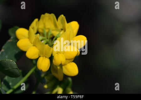 In der Nähe von süßen Ginster (genista stenopetala) Blumen in voller Blüte Stockfoto