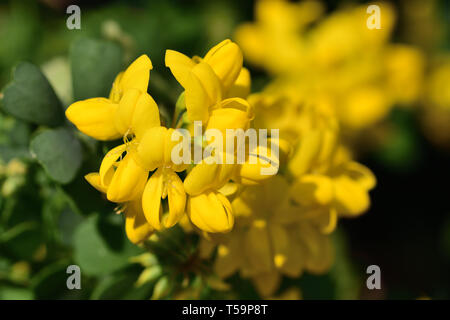 In der Nähe von süßen Ginster (genista stenopetala) Blumen in voller Blüte Stockfoto