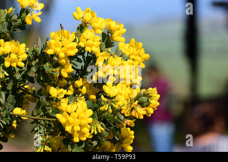 In der Nähe von süßen Ginster (genista stenopetala) Blumen in voller Blüte Stockfoto