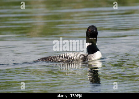 Common Loon am Kind Lake Manitoba direkt auf die Kamera Stockfoto