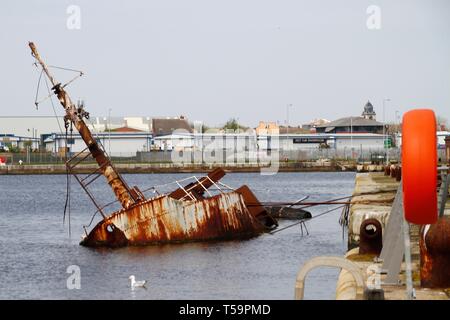 Die Fischerei Forschungsschiff war im Jahr 1953 für die nationalen Marinen Biologischen Gesellschaft gebaut, bevor es in das Privateigentum in den späten 1980er Jahren eingetragen. Leider wurde das Schiff im Osten Float Dock gelegt, bis sie im Mai 1998 sank. Es bleibt ein Rätsel, wie das Schiff sank, aber einige glauben das seeventil gestohlen wurde, Versenkung des Schiffes. Nach ihrer teilweisen Untergang, RV Sarsia wurde allmählich zerfallen. Aber das Boot hat noch einen Zweck, wie die Fischerei Forschungsschiff dient nun als Zufluchtsort für das Meeresleben. Stockfoto