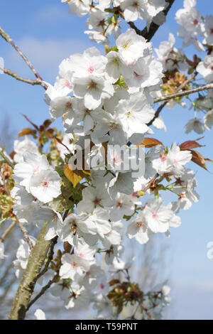 Prunus 'Tai Haku'blühen. Stockfoto