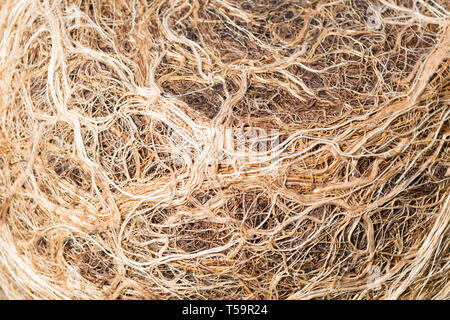 Nahaufnahme von Topf gebunden Pflanzenwurzeln. Stockfoto