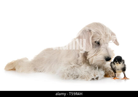 Welpen weiße Zwergschnauzer vor weißem Hintergrund Stockfoto