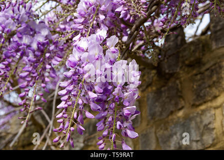 Wisteria sinensis Strauch in der Blüte an einer Wand in der Stadt von Wells, Somerset, Großbritannien Stockfoto