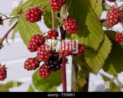 Eine Tayberry Anlage mit reifenden Beeren in Lancashire. Tayberries sind eine hybride Form von Blackberry, die keine Dornen Stockfoto