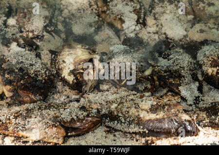 In der Nähe von Salz verkrustet Tilapia Fisch auf dem Grill zubereitet. Stockfoto