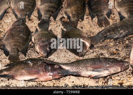 In der Nähe von Salz verkrustet Tilapia Fisch auf dem Grill zubereitet. Stockfoto