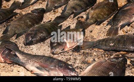 In der Nähe von Salz verkrustet Tilapia Fisch auf dem Grill zubereitet. Stockfoto