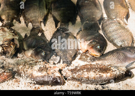 In der Nähe von Salz verkrustet Tilapia Fisch auf dem Grill zubereitet. Stockfoto