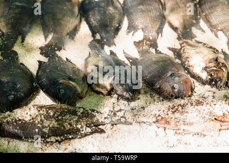 In der Nähe von Salz verkrustet Tilapia Fisch auf dem Grill zubereitet. Stockfoto