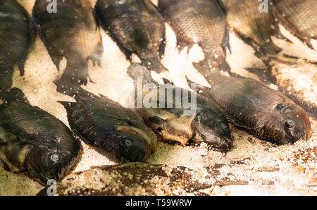 In der Nähe von Salz verkrustet Tilapia Fisch auf dem Grill zubereitet. Stockfoto