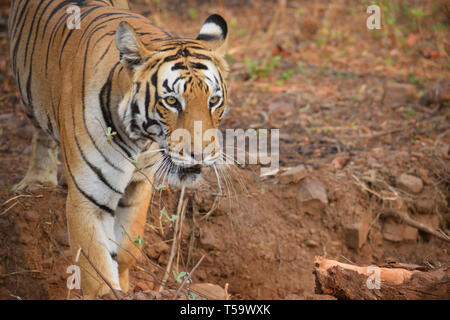 Enge Begegnung mit Royal Bengal Tiger bei Tadoba Tiger Reserve, Indien Stockfoto