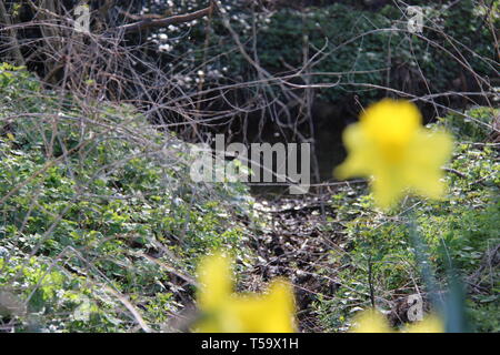 Osterglocken im Frühling Stockfoto