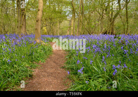 Atemberaubende Aussicht auf das bluebells in alten englischen Woodland in fawsley Stubbs, Northamptonshire, Großbritannien Stockfoto