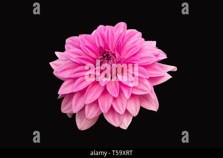 Ansicht Von Nur Dalia Blume In Farbe Version Auf Schwarz Hintergrund Stockfoto
