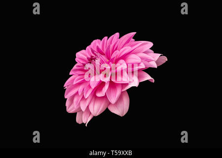 Ansicht Von Nur Dalia Blume In Farbe Version Auf Schwarz Hintergrund Stockfoto