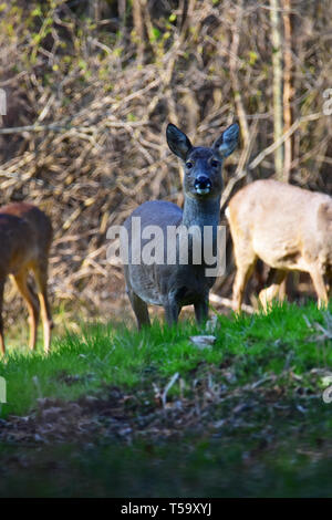 Reh steht auf einer Wiese ein an den Fotografen suchen. Stockfoto