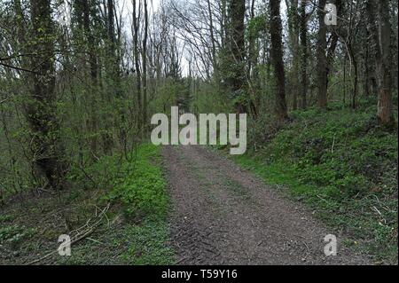 Ein logging Track in Shropshire Holz in den Frühling Stockfoto