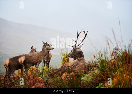 Red Deer Hirsch und seine Herde, Glen Etive, Schottland Stockfoto